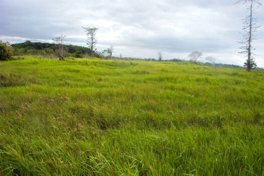 Cleared Estate Near the Shore