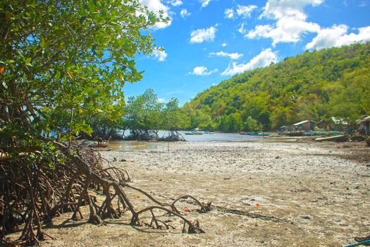 Cleared Estate Near the Shore