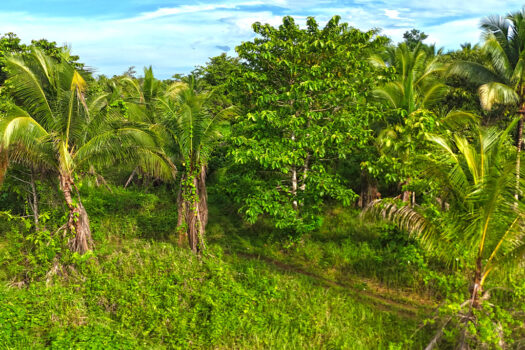 Choice Residential Estate in Puerto Princesa