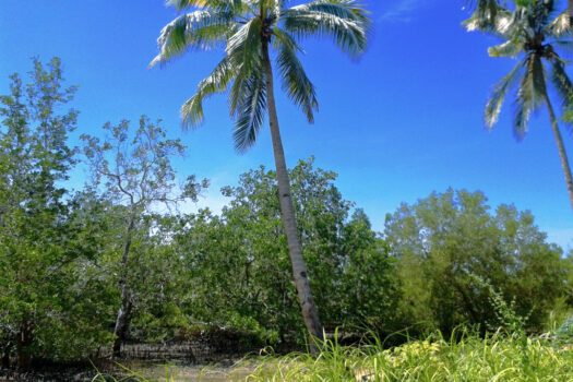 Mangrove Lovers Beach Estate with Island Views