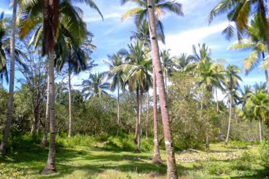 Mangrove Lovers Beach Estate with Island Views